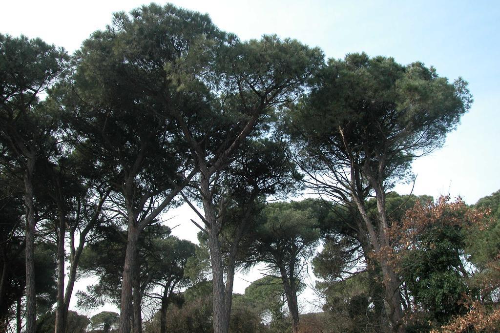 Hotel Bianchi Viareggio Dış mekan fotoğraf